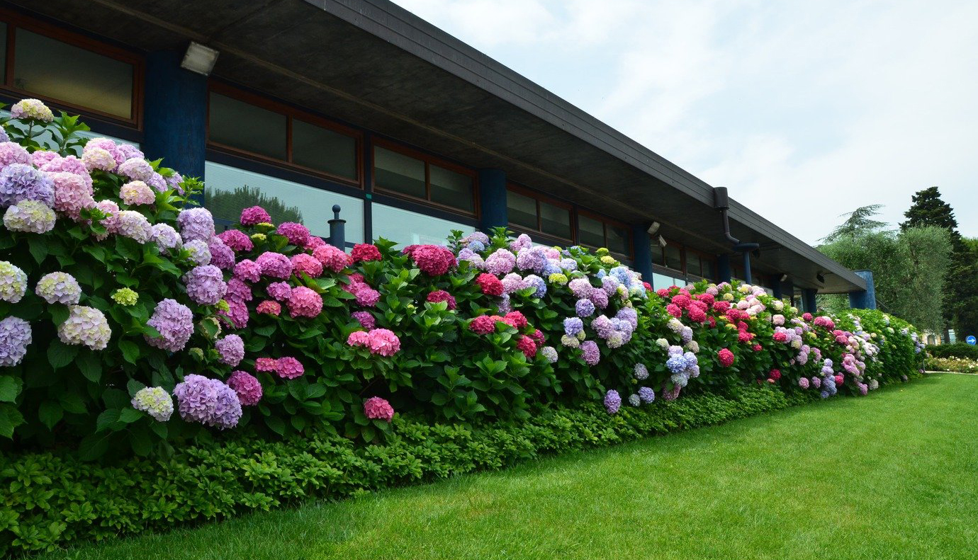 https://flowerstore.by/wp-content/uploads/2021/06/6.jpg